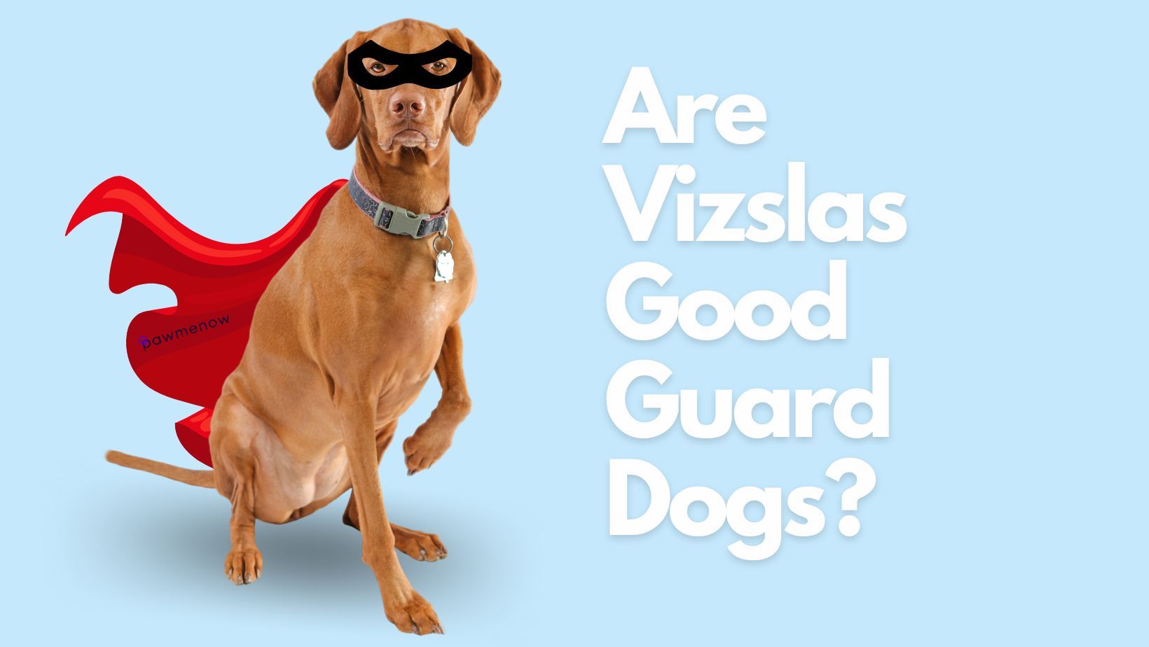 Are Vizslas Good Guard Dogs? A Closer Look at Their Temperament