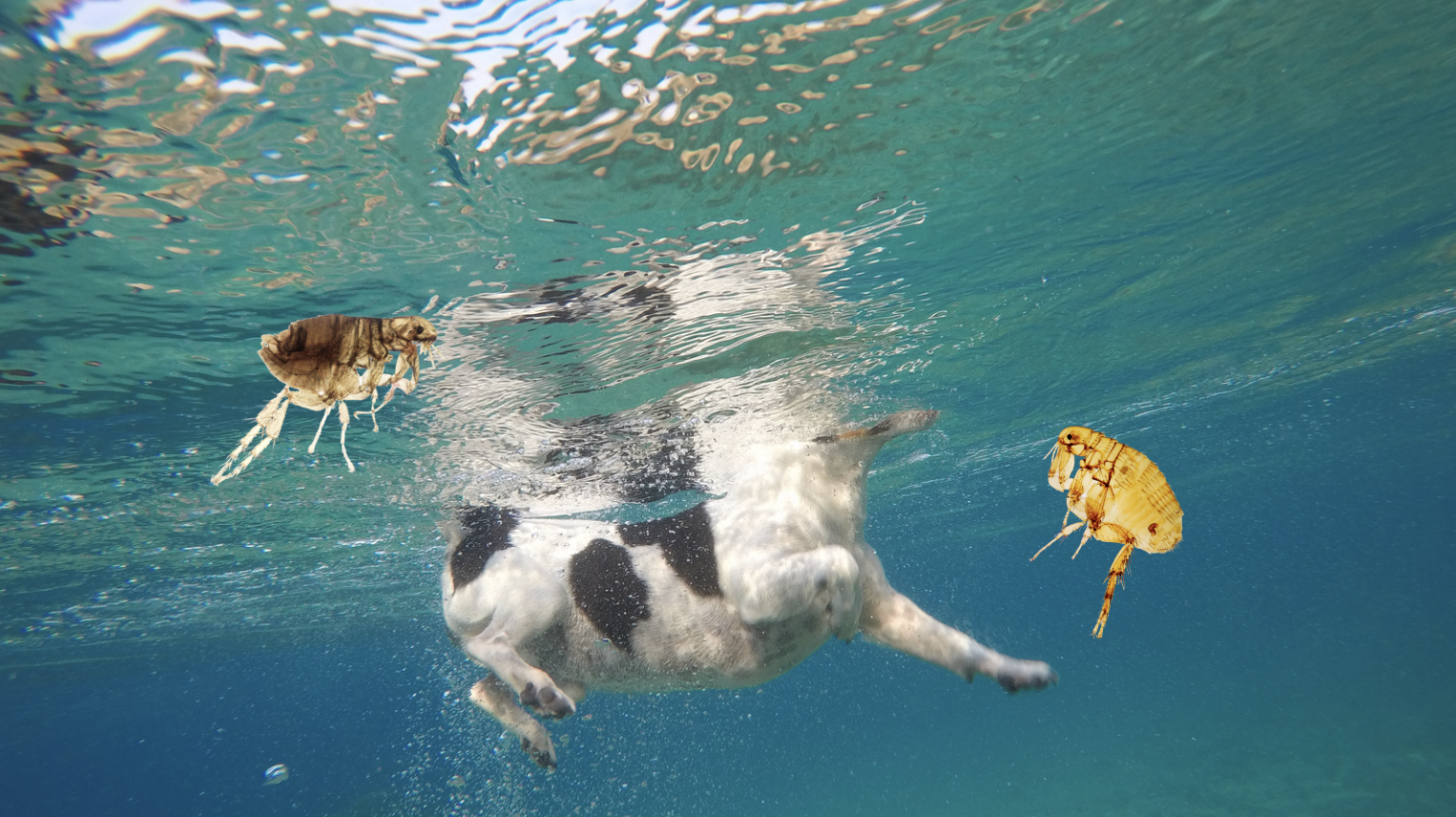 Does Ocean Water Kill Fleas on Dogs