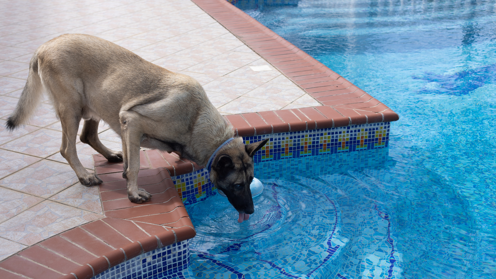 What Happens if Dogs Drink Chlorine Water