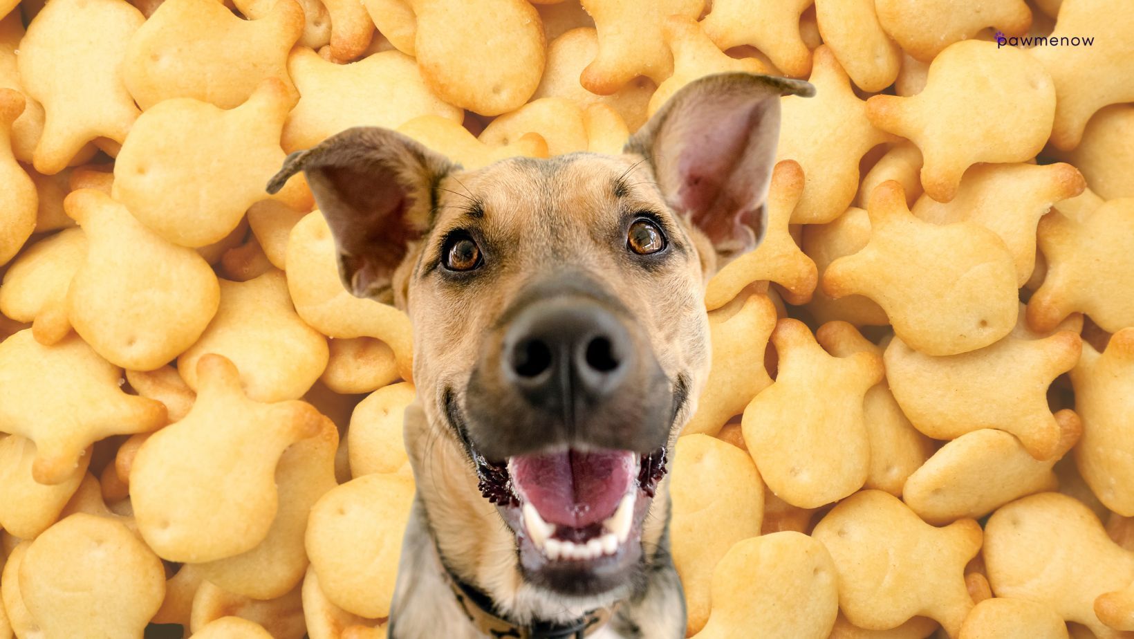 Can Dogs Eat Goldfish Crackers