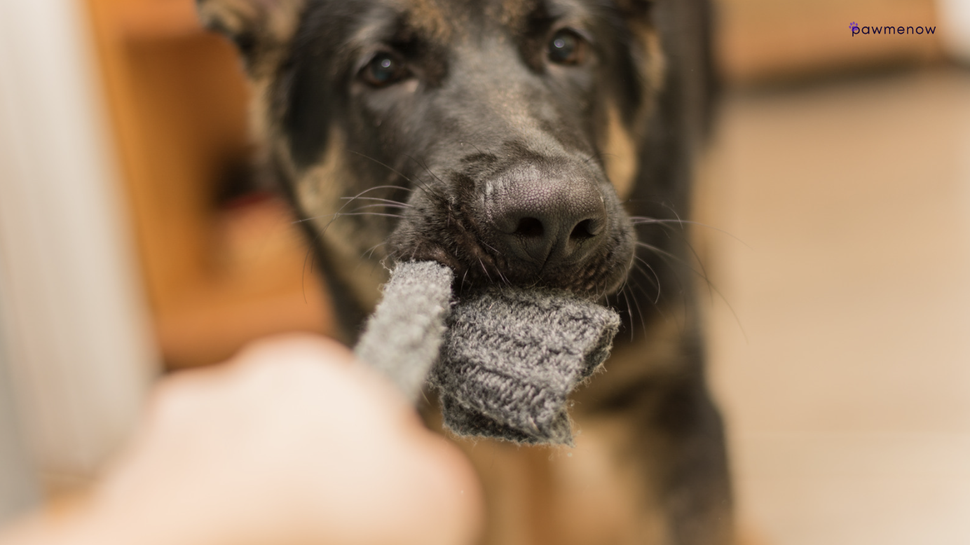 Dog Ate a Sock - what to do guide