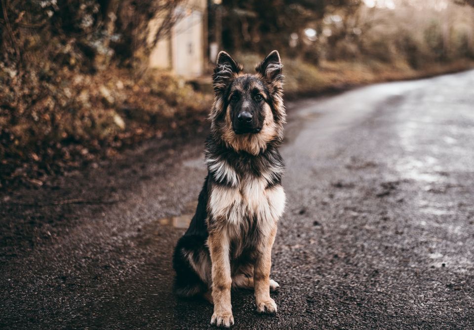 5 Effective Ways to Train a Dog to Stay at Command