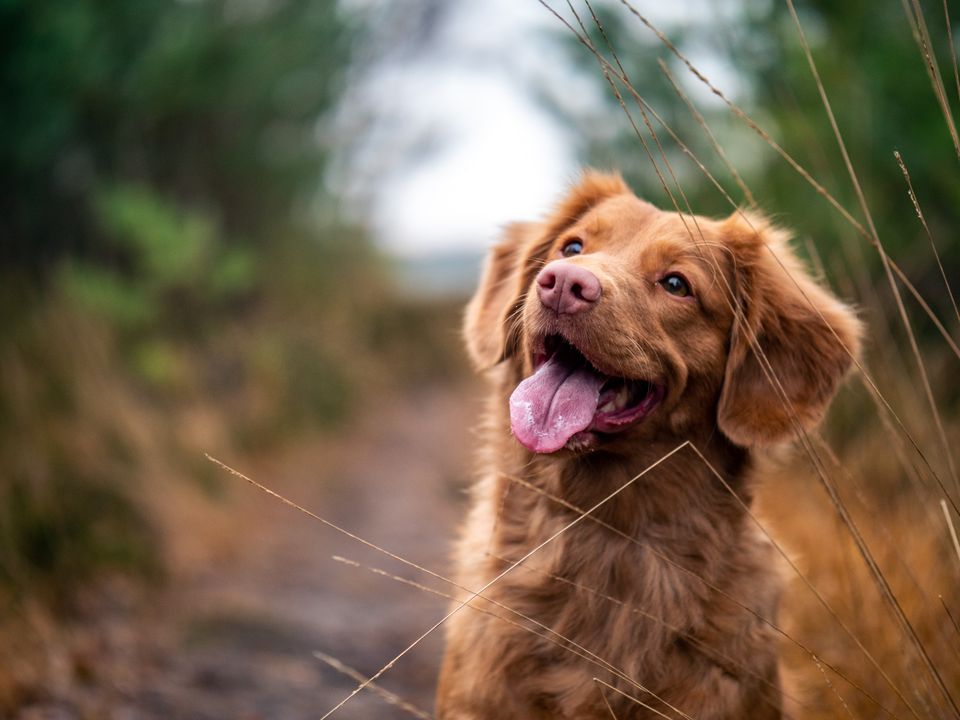 5 Basic Commands a Dog Should Know