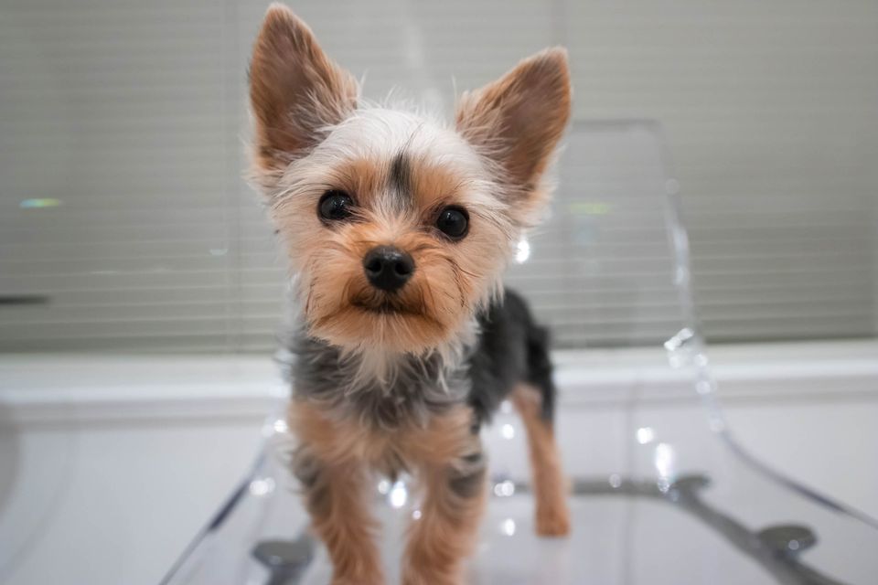 5 Best Small Dog Breeds Perfect for Apartment Life