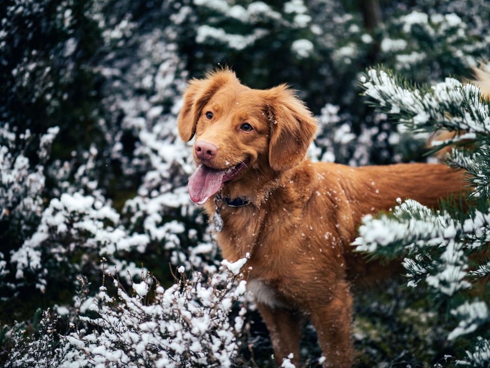 5+ Best Christmas activities to do with your dog this year