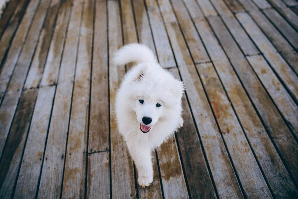 samoyed dog breed aka marshmallow dog