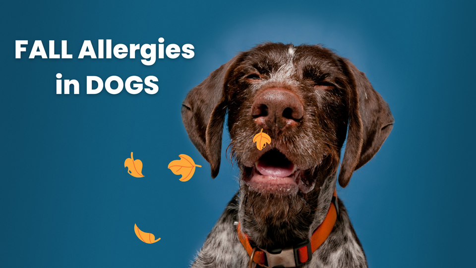 fall allergies in dogs