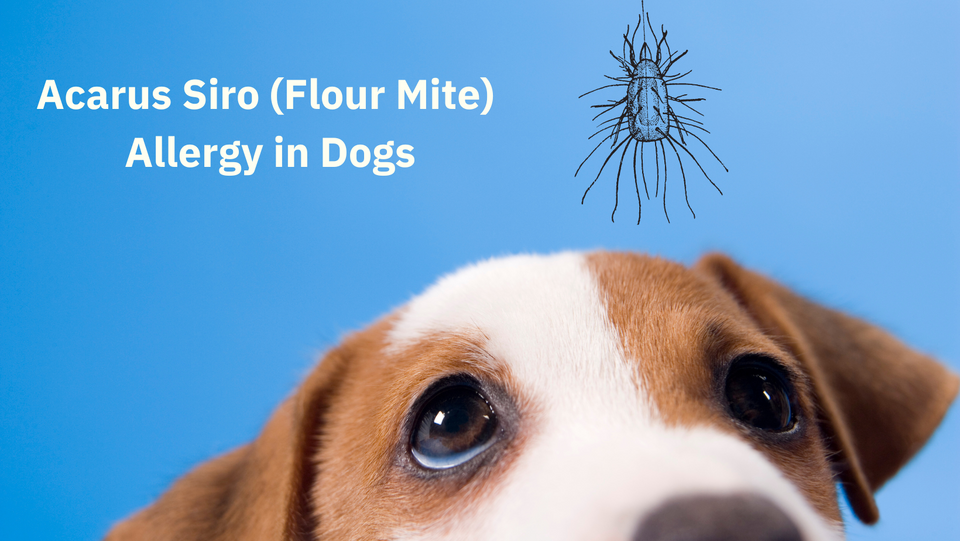 Acarus Siro, the flour mite allergy in dogs