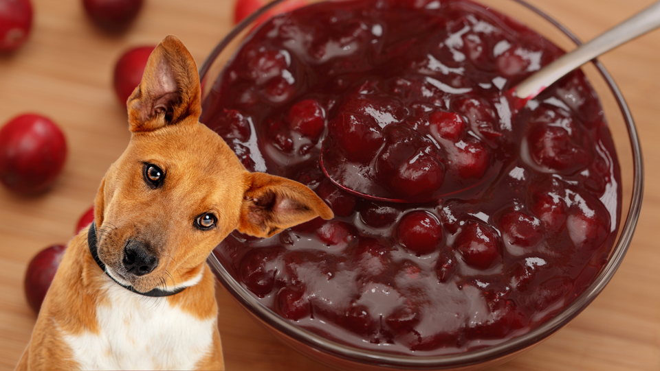 can dogs have cranberry sauce