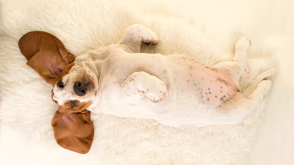 World's Most Lazy Dog Breeds: 7 Pups That You'll Adore