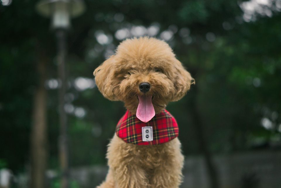 facts toy poodle