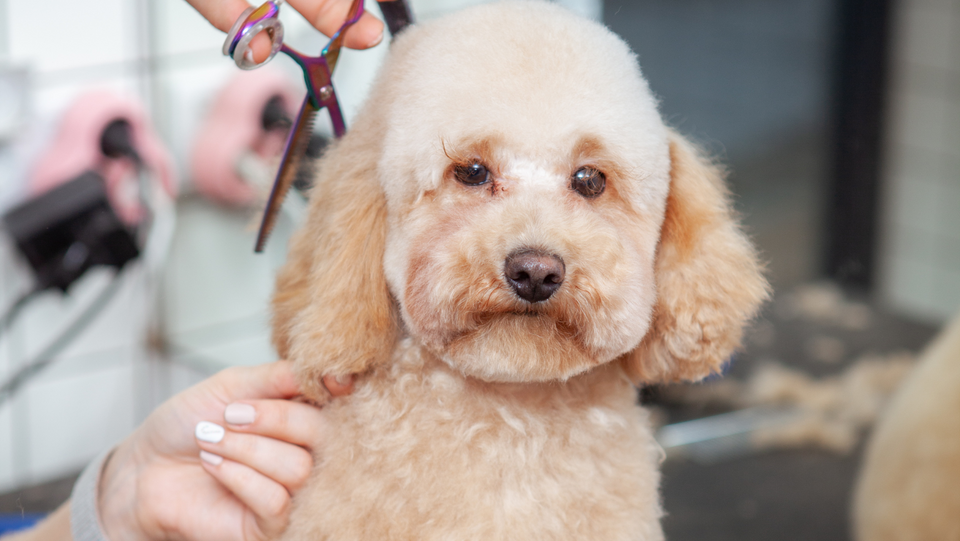 7 Best Grooming Tools for Poodles: Most Useful for Owners