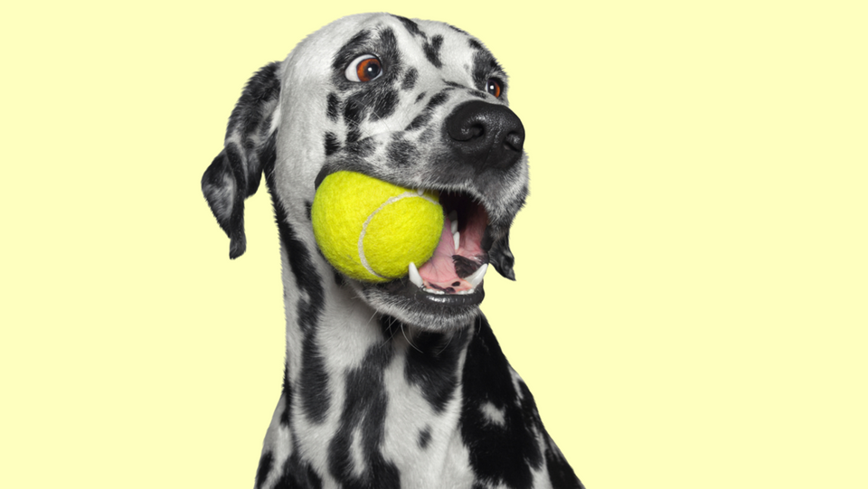 Dog Ate a Tennis Ball