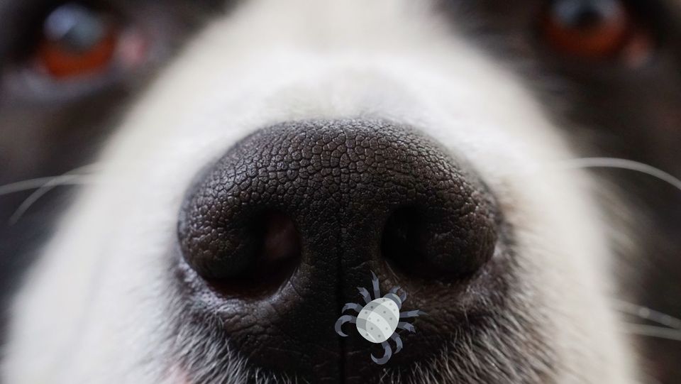 Nasal Mites in Dogs