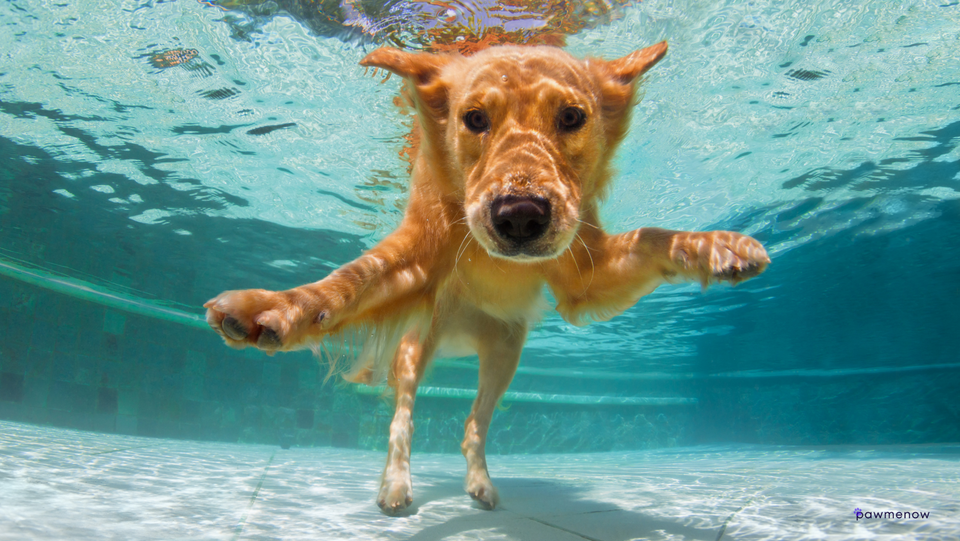 How Deep Can Dogs Swim