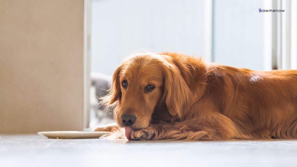Dog Licking Floor Constantly? 7 Reasonable Explanations