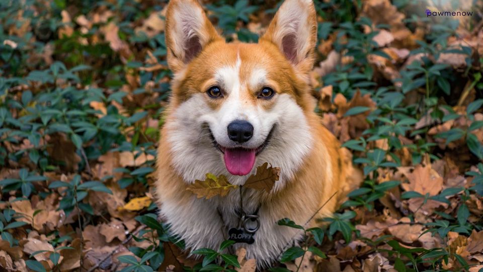 Can Corgis Hike? The Brave Side of This Short-Leg Friend