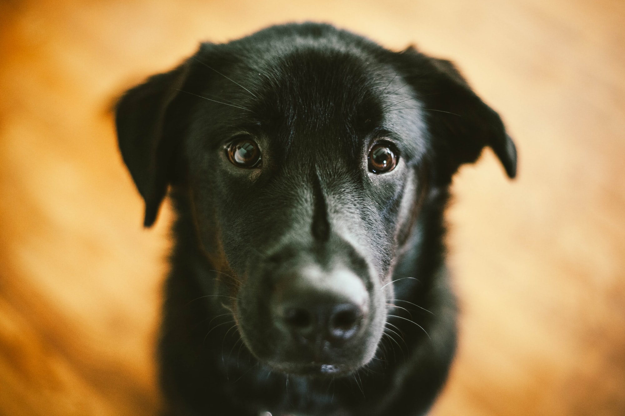 black dog apologies