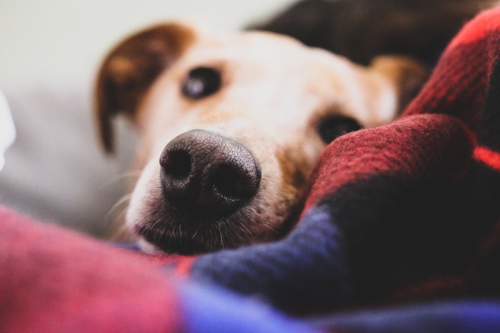 Dog Ear Muffs for Thunder: 3 Best Picks of 2025