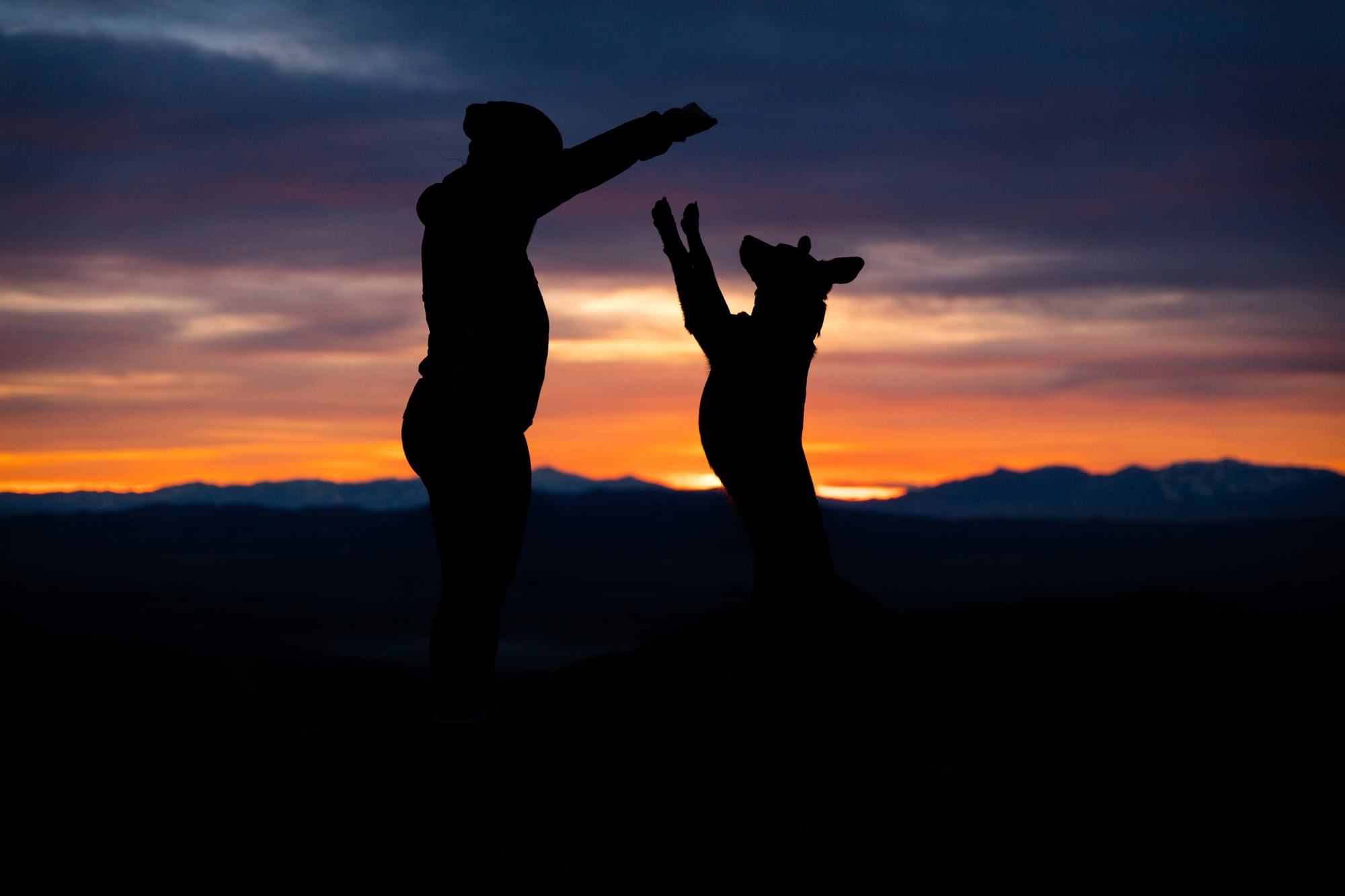 Do dogs go to heaven when they die? Do dogs have souls?