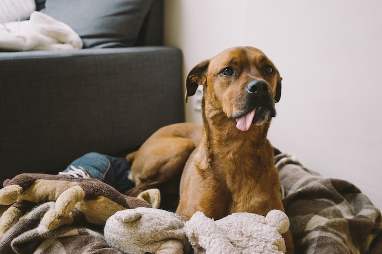 20 strangest dog behaviors and the meaning behind