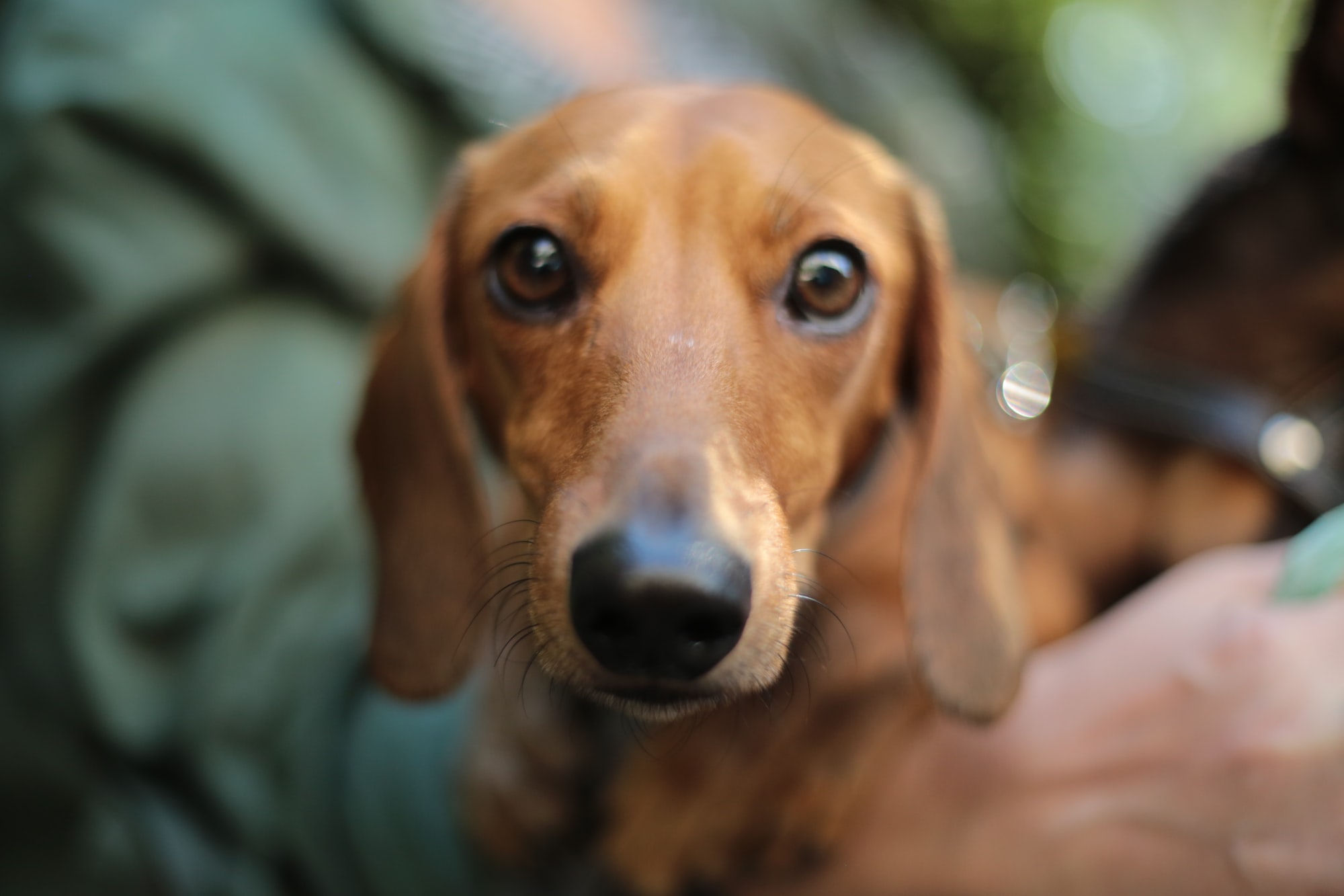 dog staring