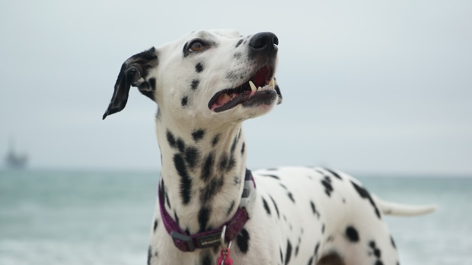 Do Dalmatians Have Spots in Their Mouth?