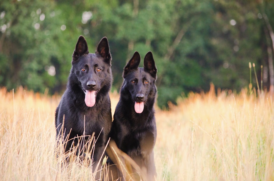 130 Best Unique Black Dog Names in 2023 [Male, Female]