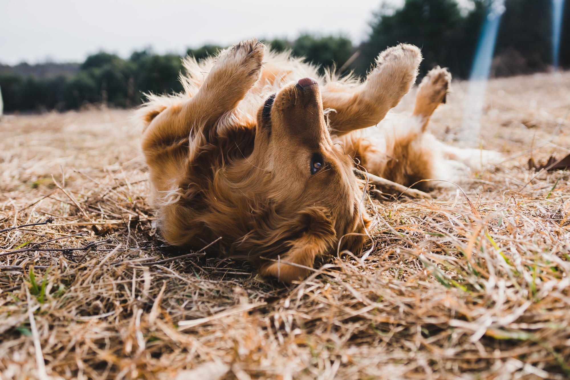 Why Do Dogs Do Tippy Taps? [Dog Facts]