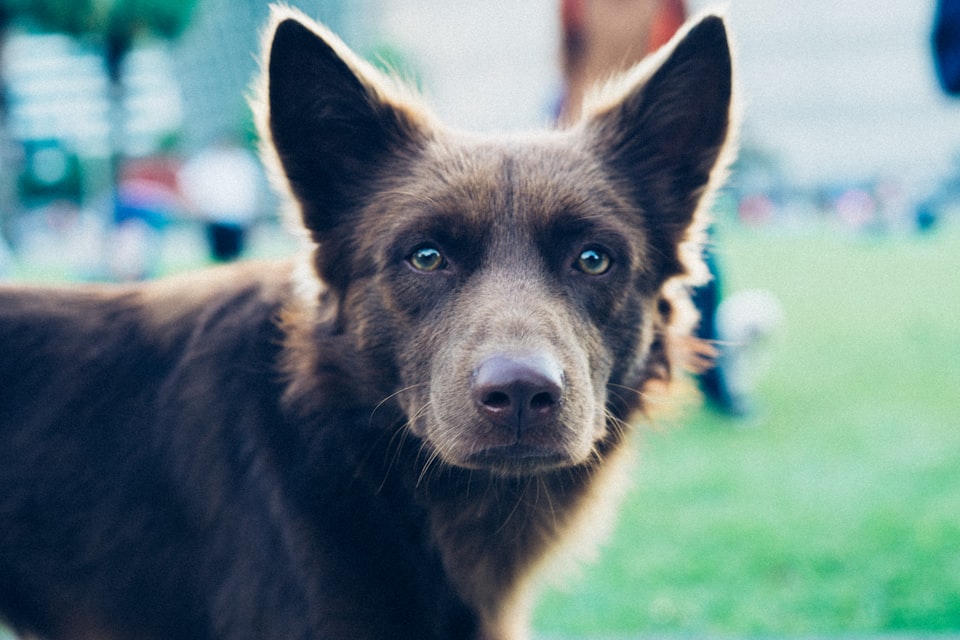 dog staring for a while