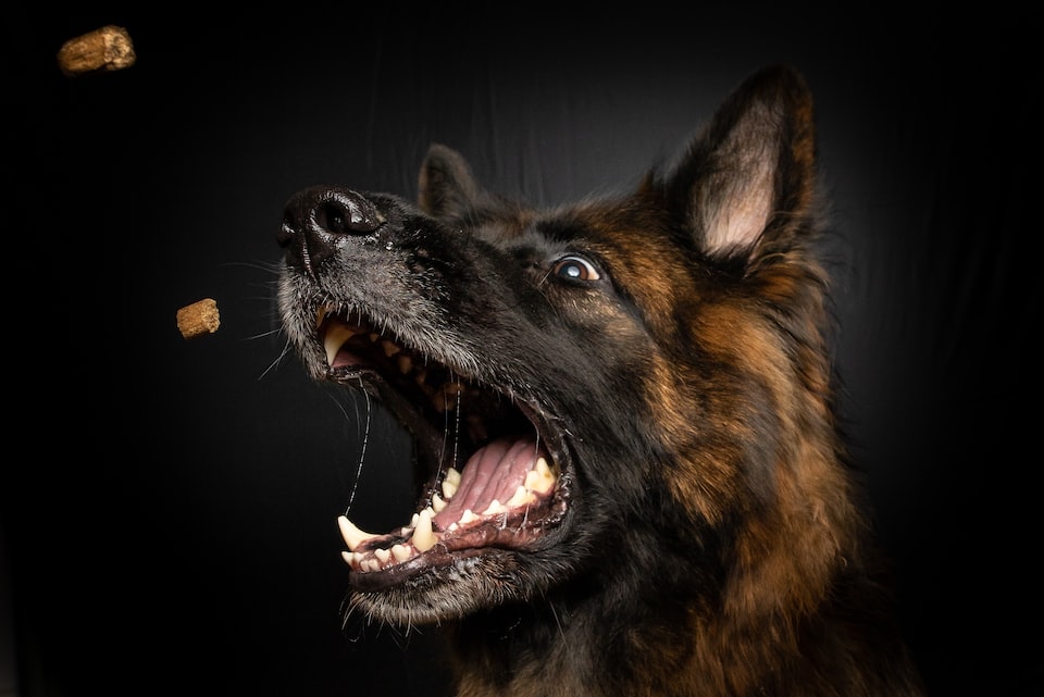 automatic dog food dispenser for large dogs