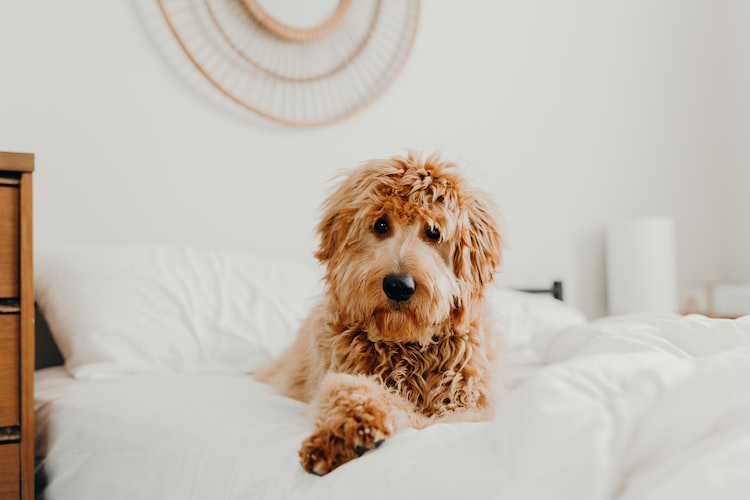 Poodle Mix Without Separation Anxiety: 3 Well-Known Pups