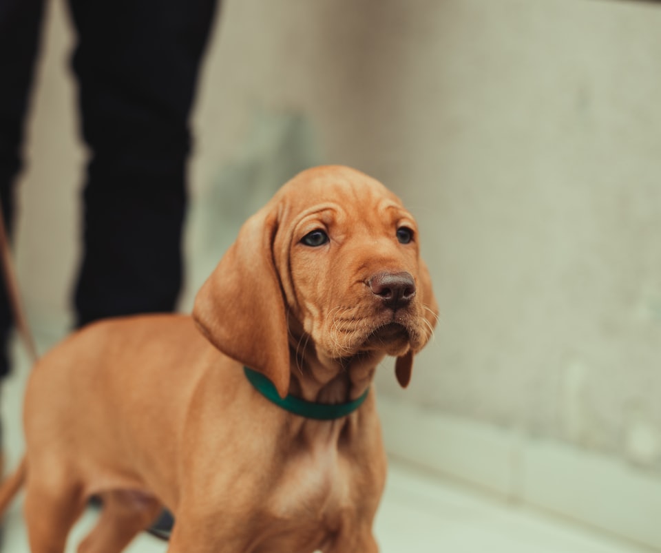 Can Vizslas Be Crate Trained? Tips You Must Know [2022 Guide]