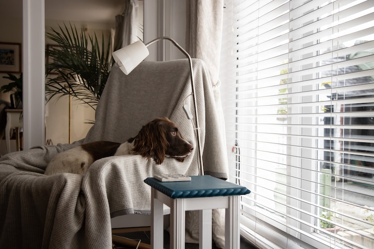 Best Camera to Watch Dog While Away
