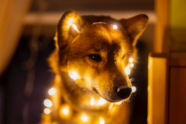 5 TOP New Year's Resolutions for DOGS [2023]