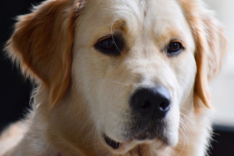 130 Popular Female Dog Names of 2023: Luckiest to Have