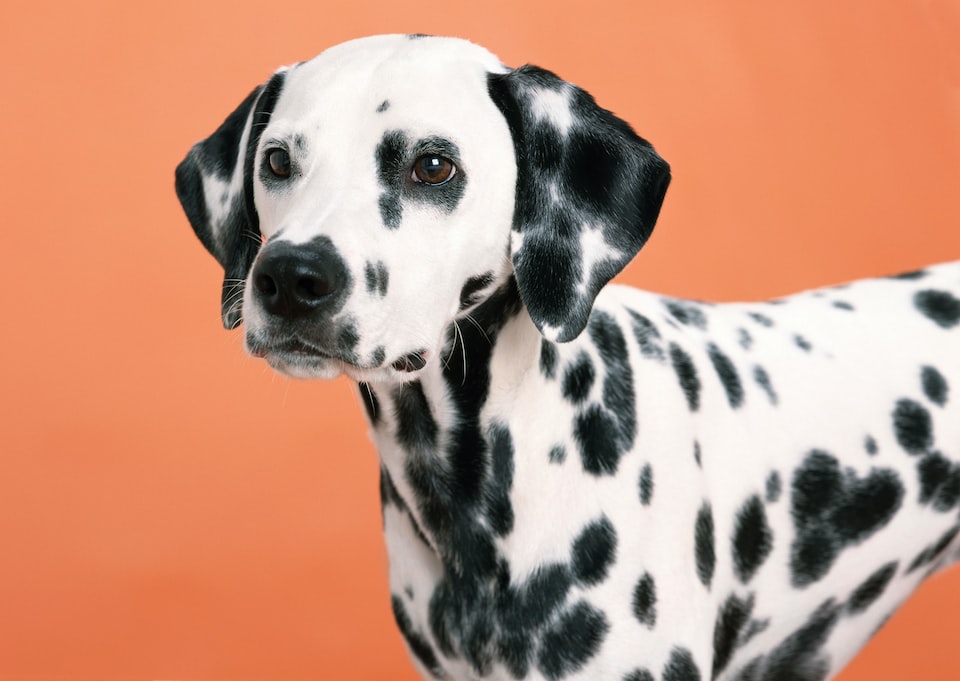 puppy dalmatian